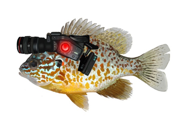 10-cyborg-sunfish