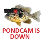 PONDCAM STATUS